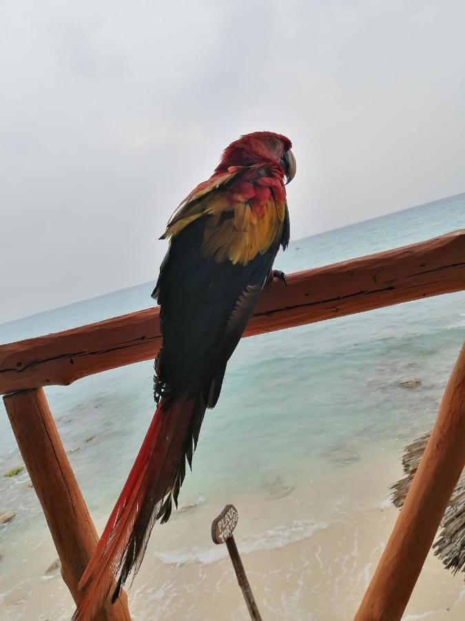 Playa Tortuga Cabana Playa Blanca Ngoại thất bức ảnh
